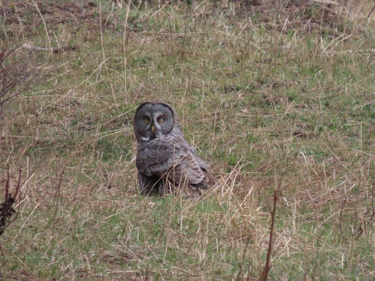 Great Gray Owl - ML611516190