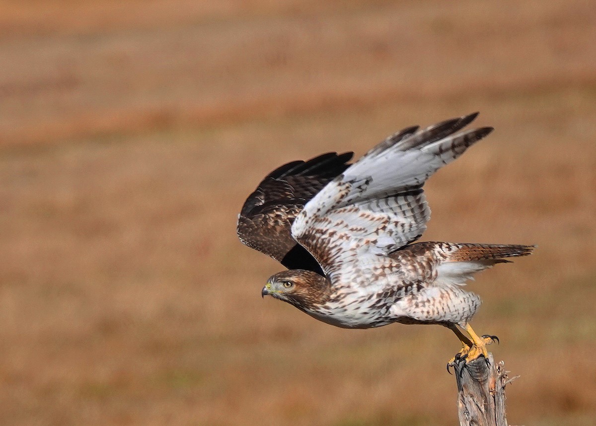 Red-tailed Hawk - ML611516194