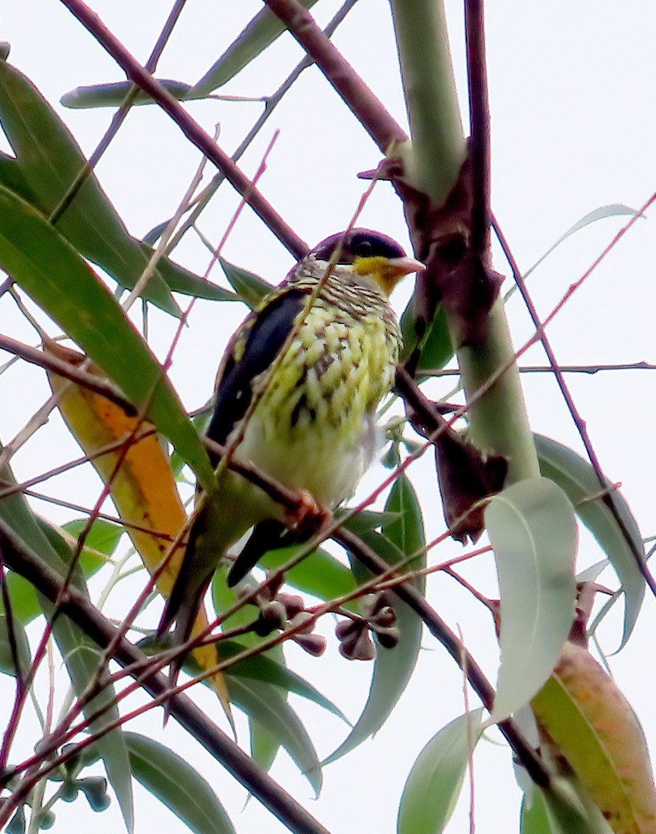 Swallow-tailed Cotinga (Swallow-tailed) - ML611516196