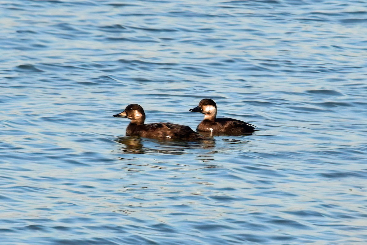 Black Scoter - ML611516224