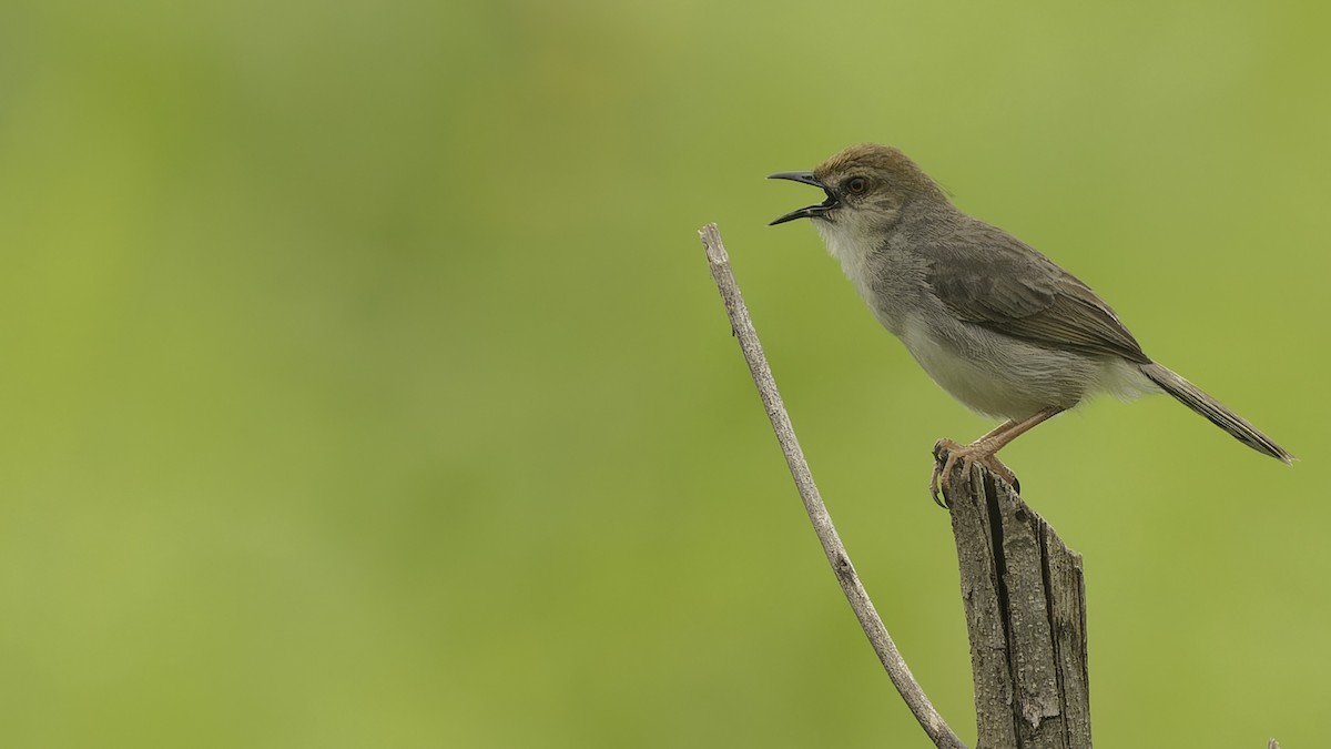 Chattering Cisticola - ML611516288