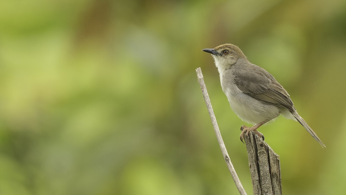 Chattering Cisticola - ML611516290