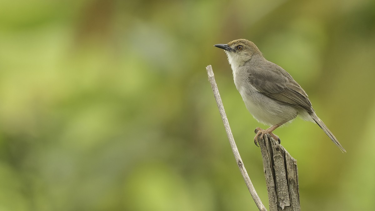 Chattering Cisticola - ML611516291