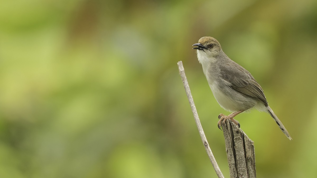 Chattering Cisticola - ML611516292