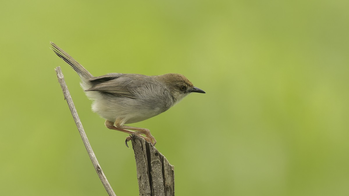 Chattering Cisticola - ML611516293