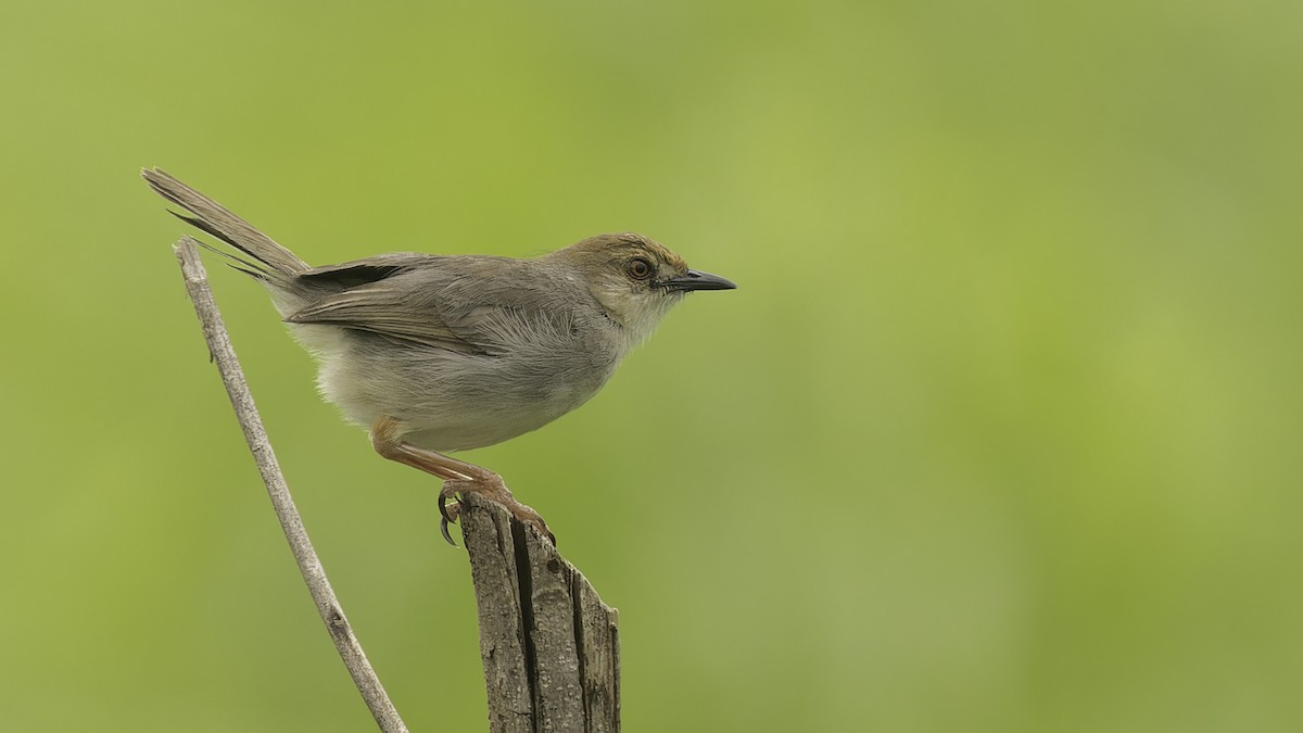 Chattering Cisticola - ML611516301