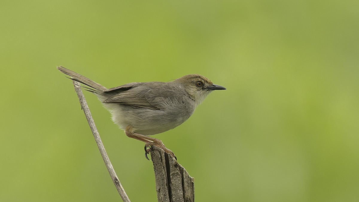 Chattering Cisticola - ML611516303