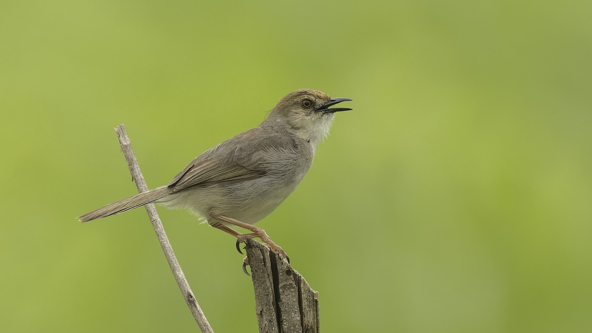 Chattering Cisticola - ML611516304