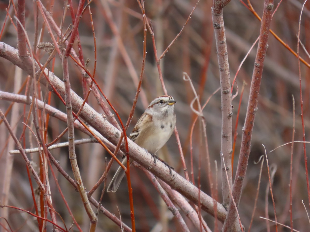 American Tree Sparrow - ML611516306