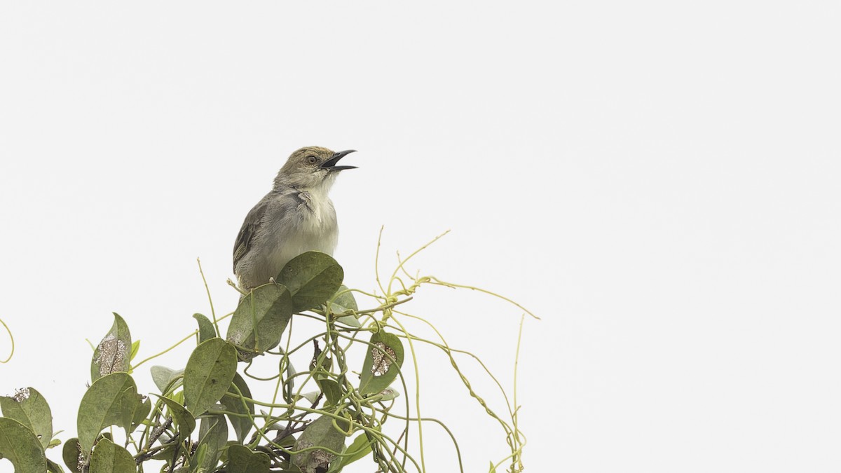 Chattering Cisticola - ML611516312