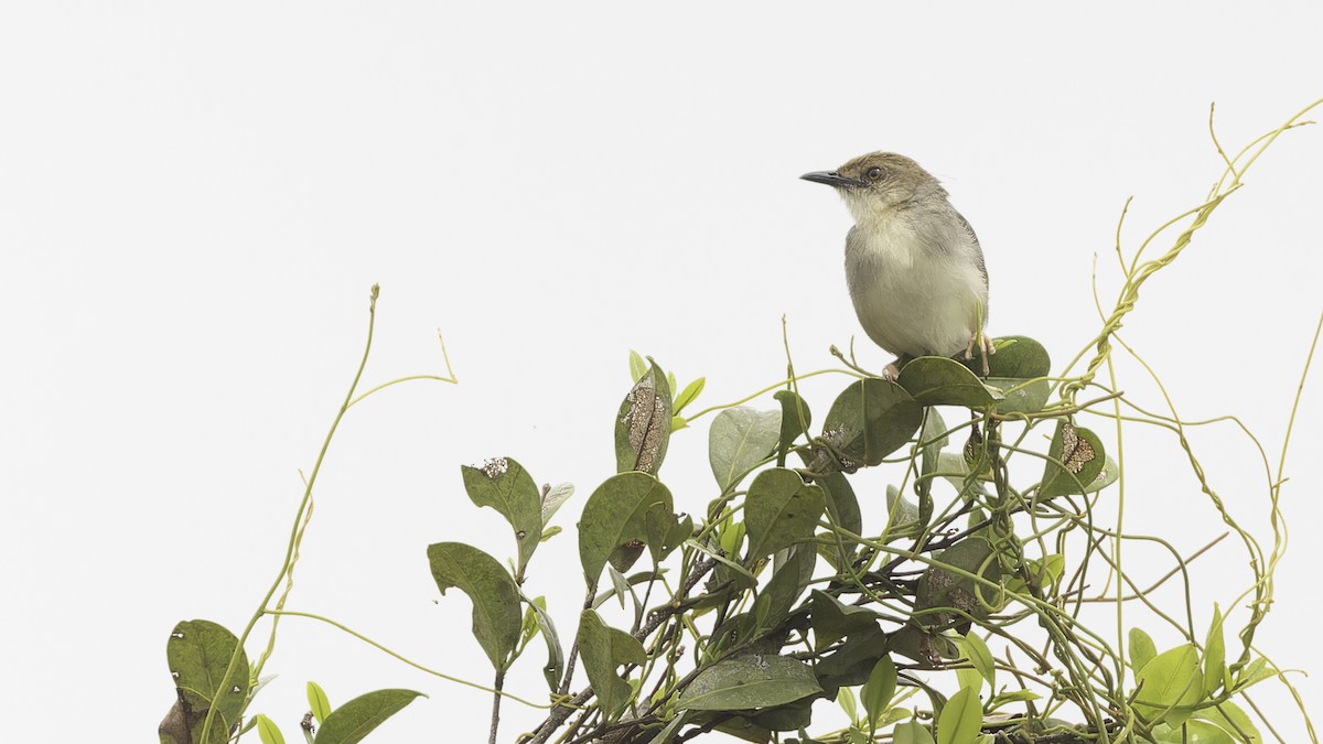 Chattering Cisticola - ML611516313