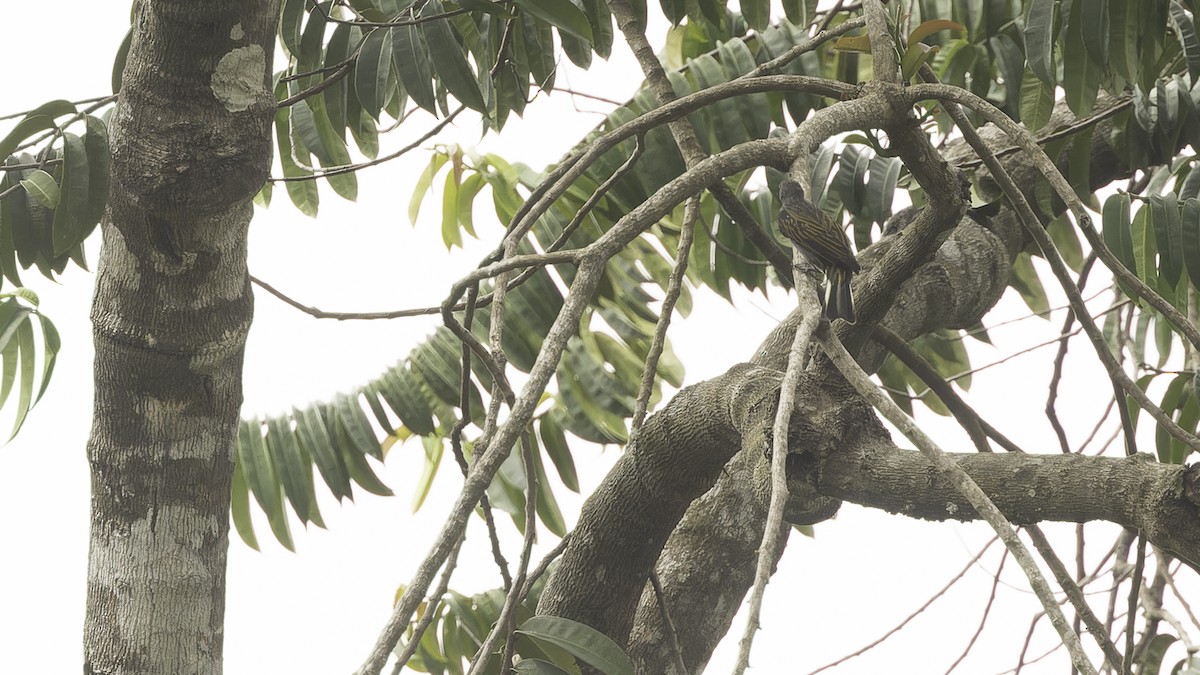 Lesser Honeyguide (Thick-billed) - Robert Tizard