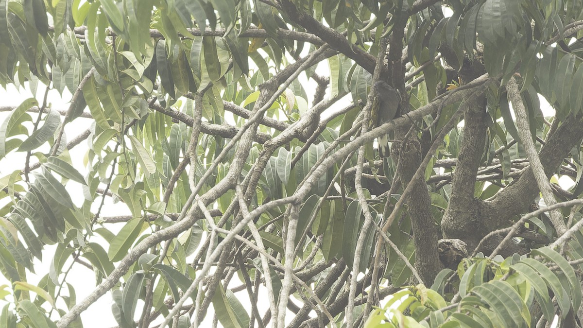 Lesser Honeyguide (Thick-billed) - Robert Tizard