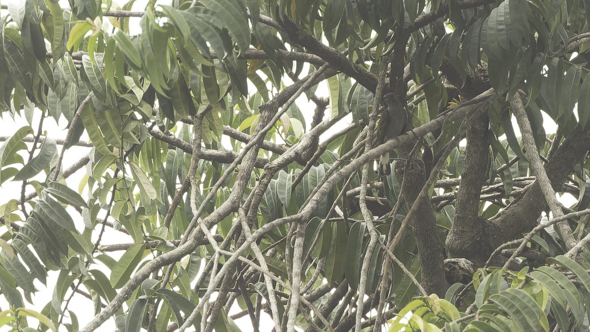 Lesser Honeyguide (Thick-billed) - ML611516330