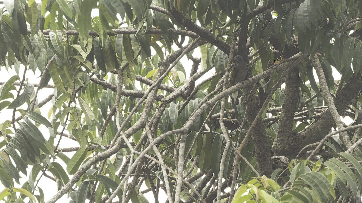 Lesser Honeyguide (Thick-billed) - ML611516331