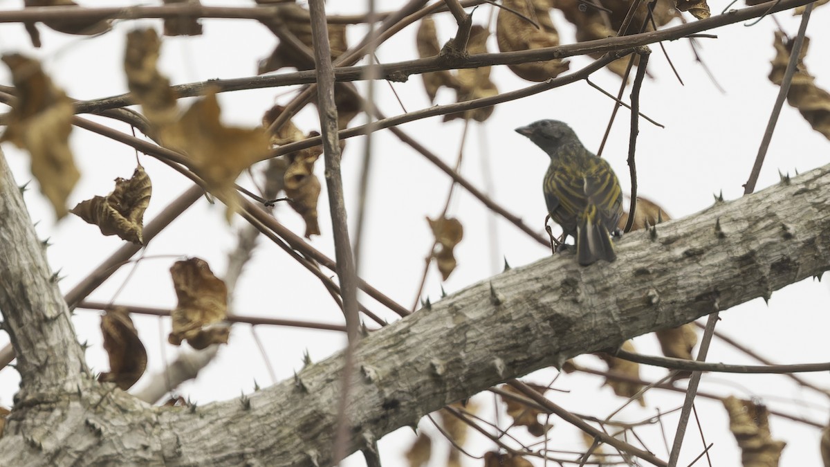 Lesser Honeyguide (Thick-billed) - Robert Tizard