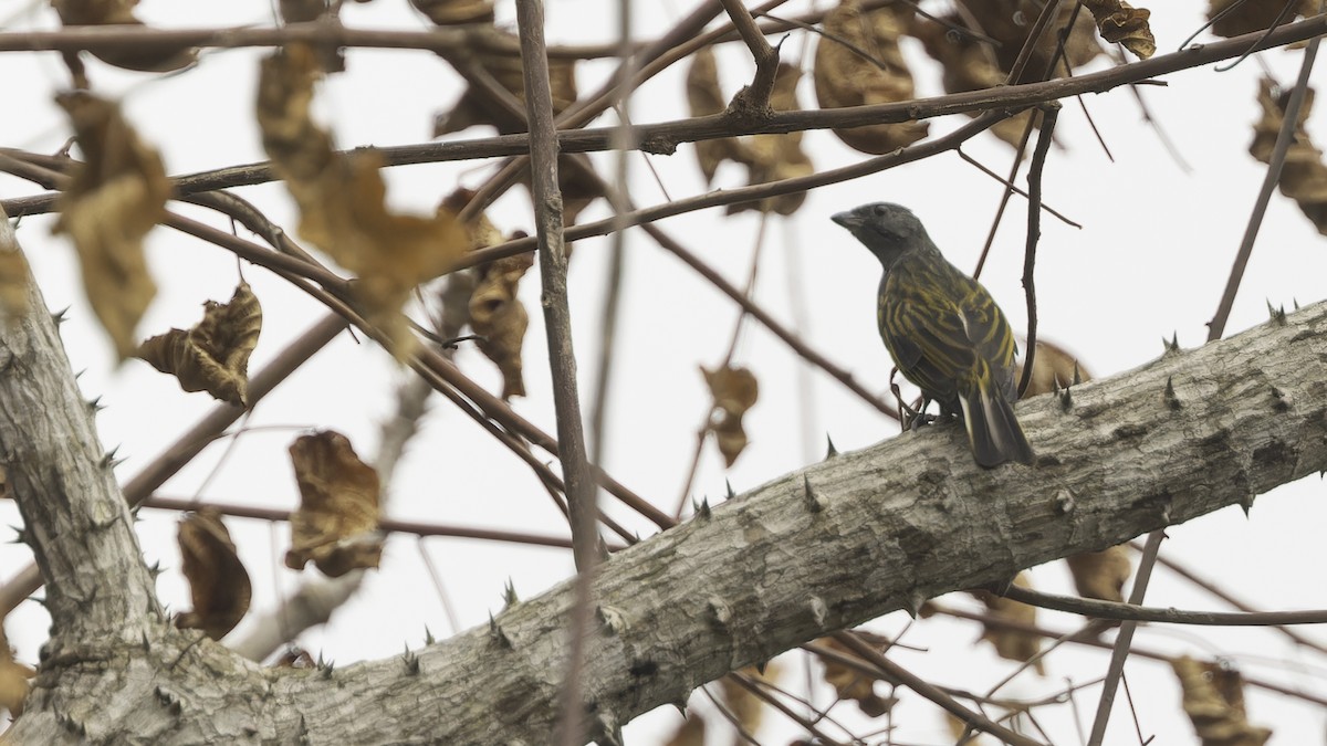 Lesser Honeyguide (Thick-billed) - Robert Tizard