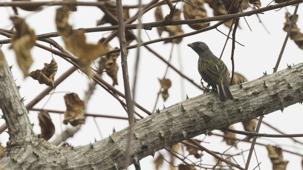 Lesser Honeyguide (Thick-billed) - Robert Tizard