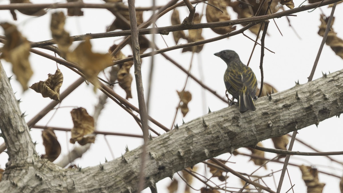 Lesser Honeyguide (Thick-billed) - ML611516422