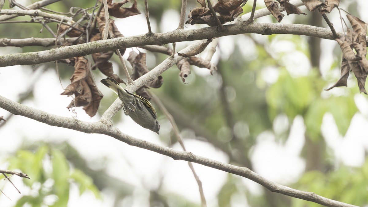 Lesser Honeyguide (Thick-billed) - ML611516430