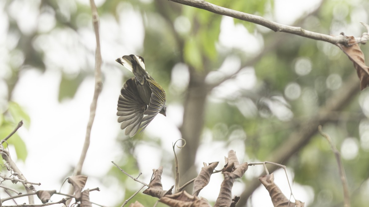 Lesser Honeyguide (Thick-billed) - ML611516431