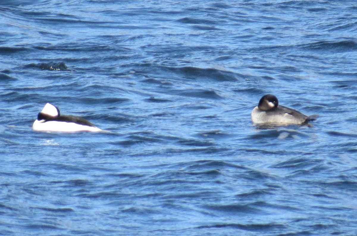 Bufflehead - ML611516482