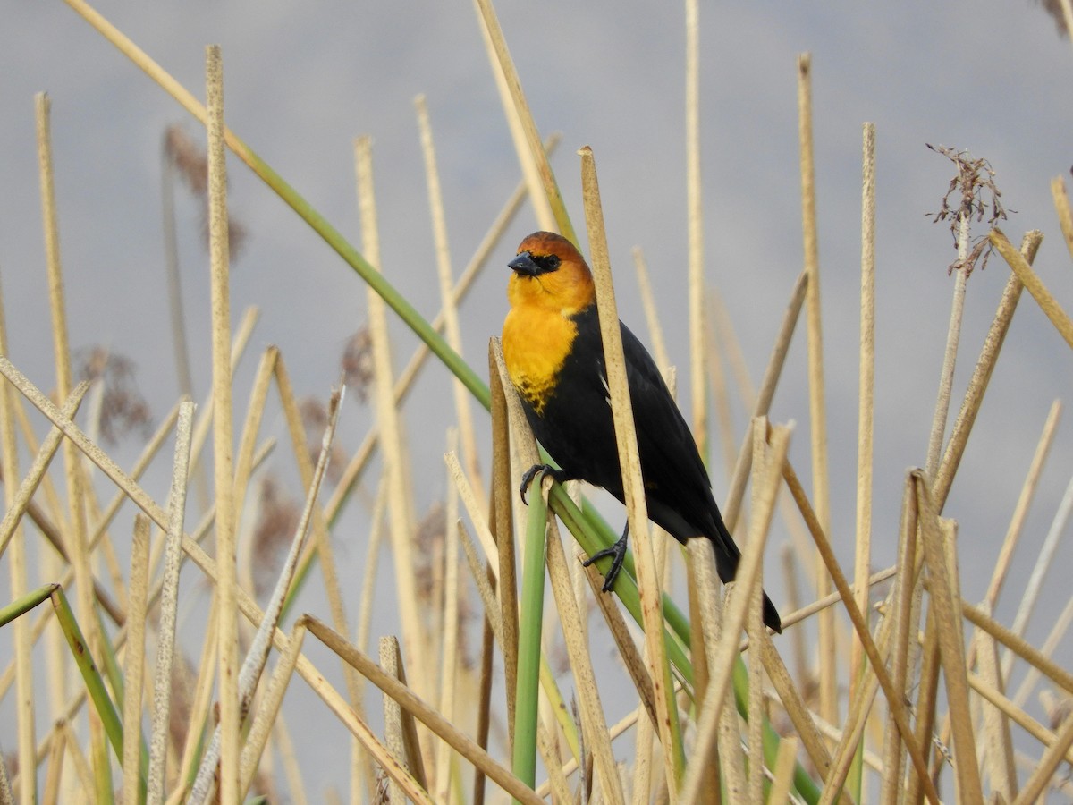 Yellow-headed Blackbird - ML611516641