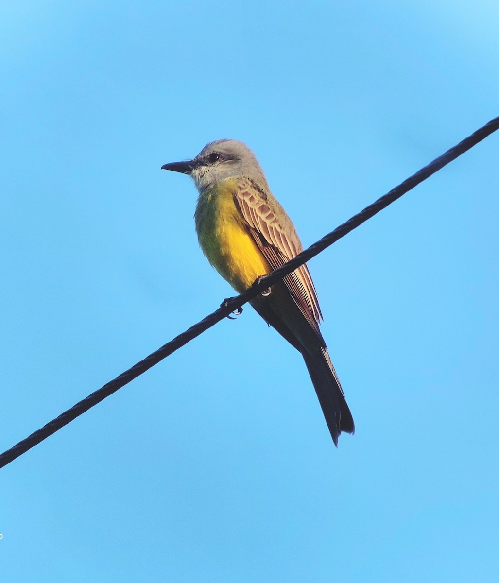 Tropical Kingbird - ML611516717