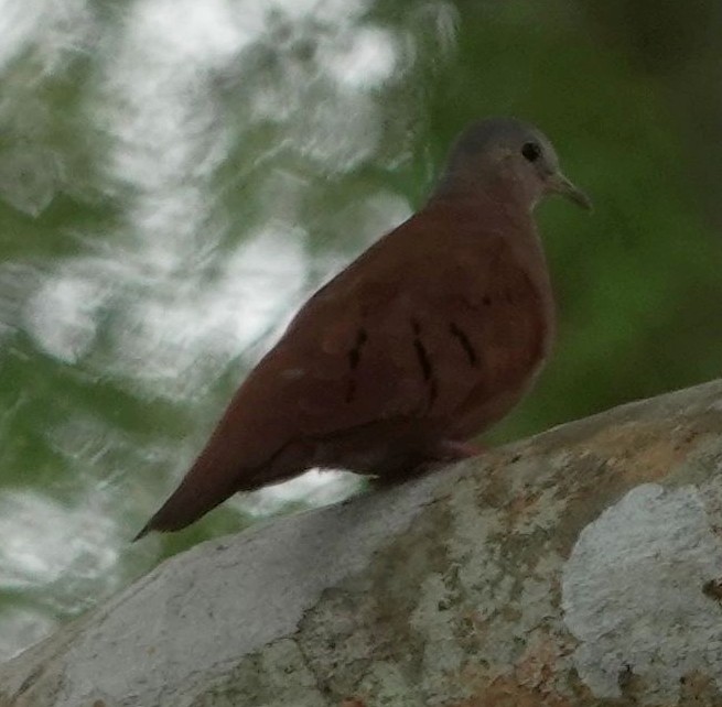 Ruddy Ground Dove - ML611516758