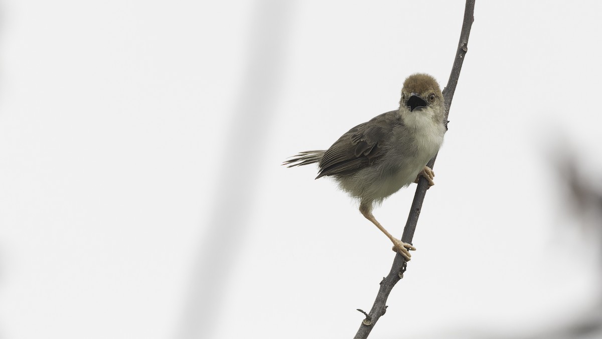 Chattering Cisticola - ML611516786