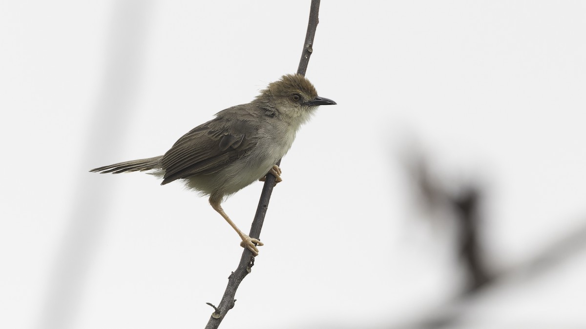 Chattering Cisticola - ML611516791