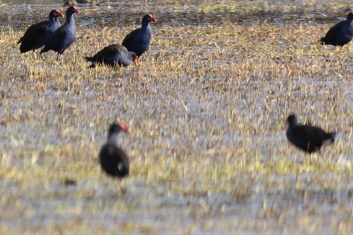 Australasian Swamphen - Zebedee Muller