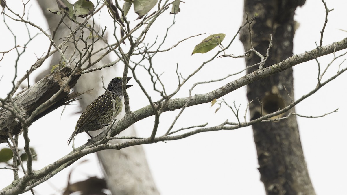 Hairy-breasted Barbet (Streaky-throated) - ML611516839