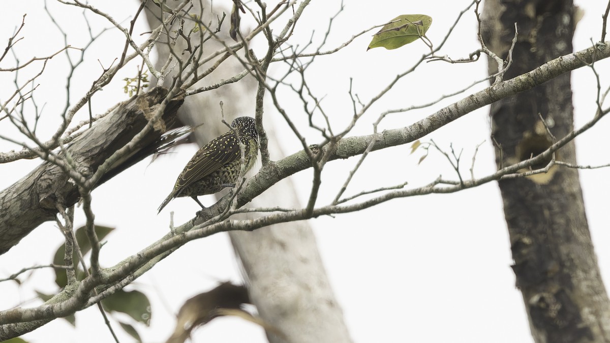 Hairy-breasted Barbet (Streaky-throated) - ML611516842