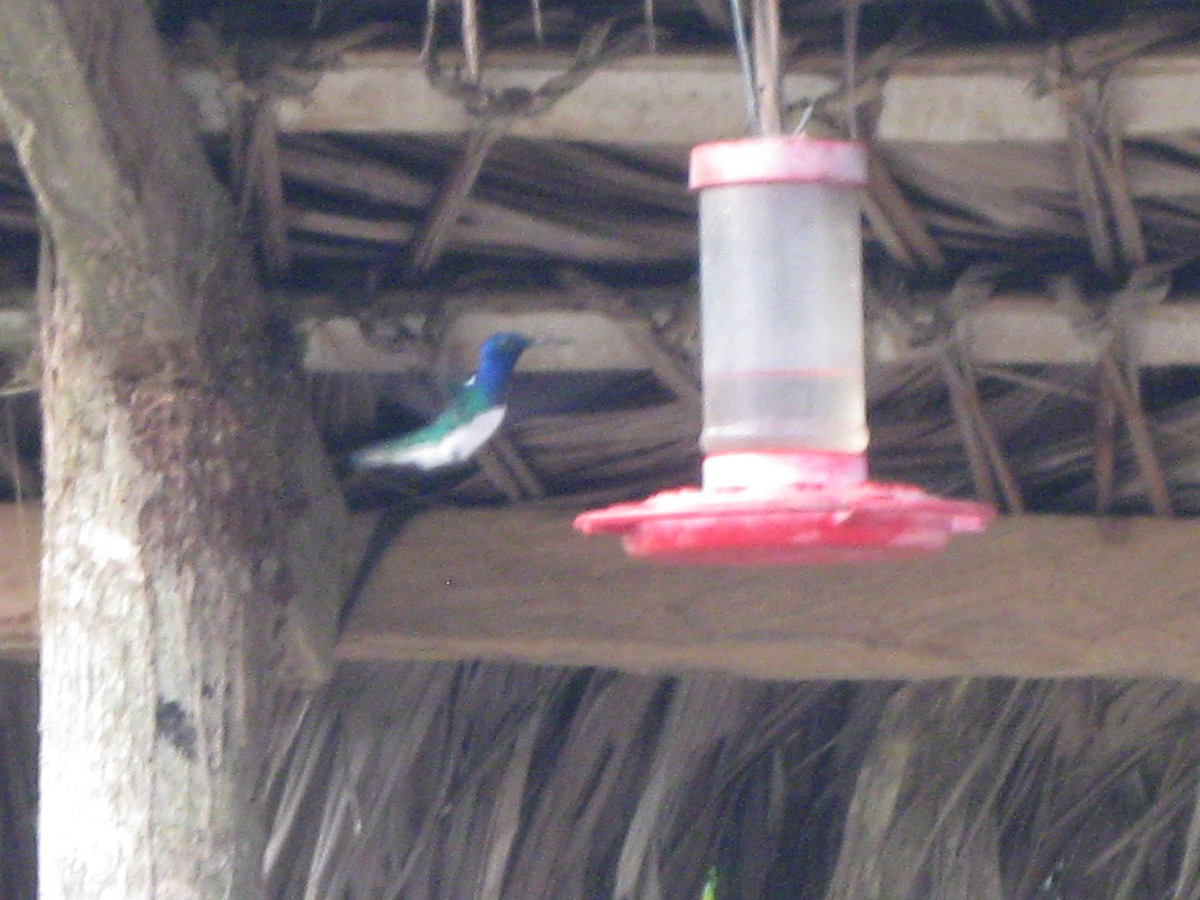 White-necked Jacobin - ML611516866