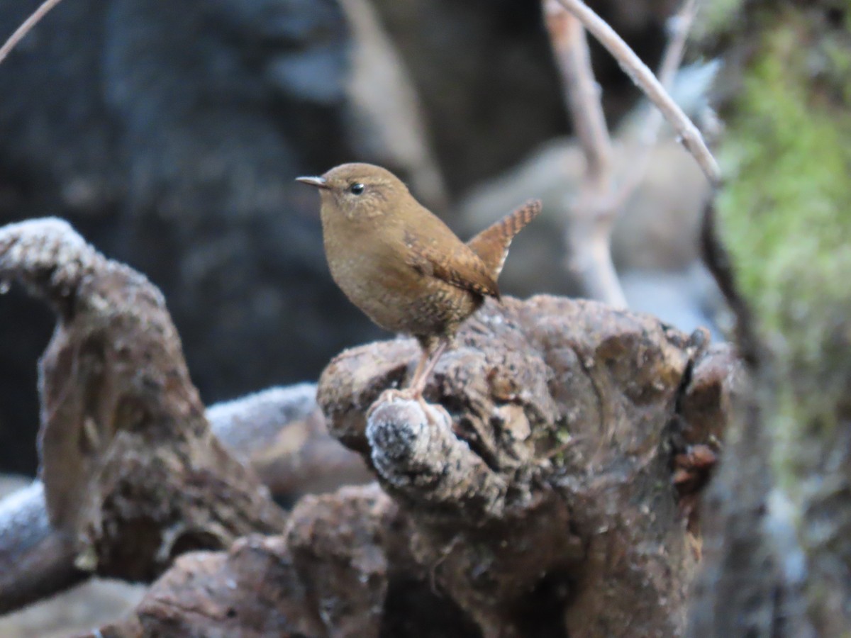 Pacific Wren - Andrew Pratt