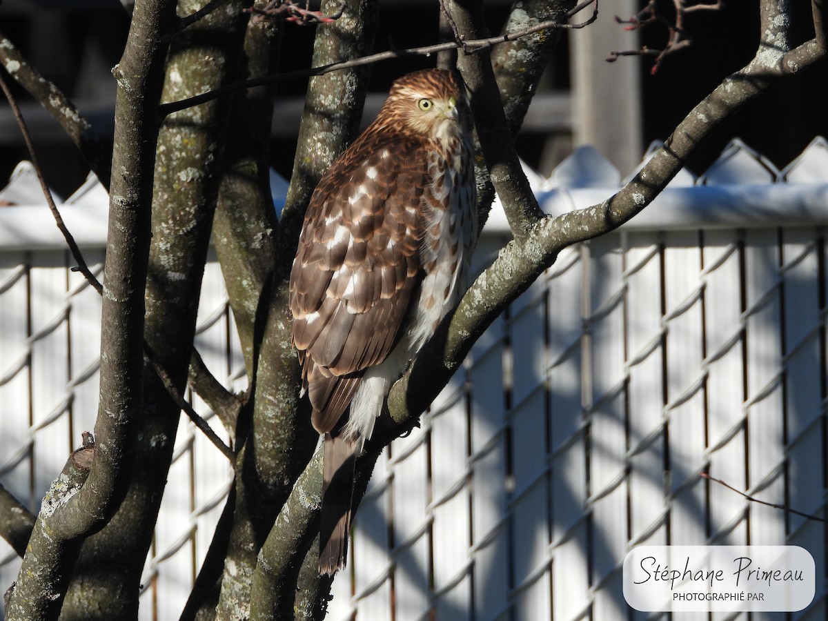 Cooper's Hawk - ML611517069