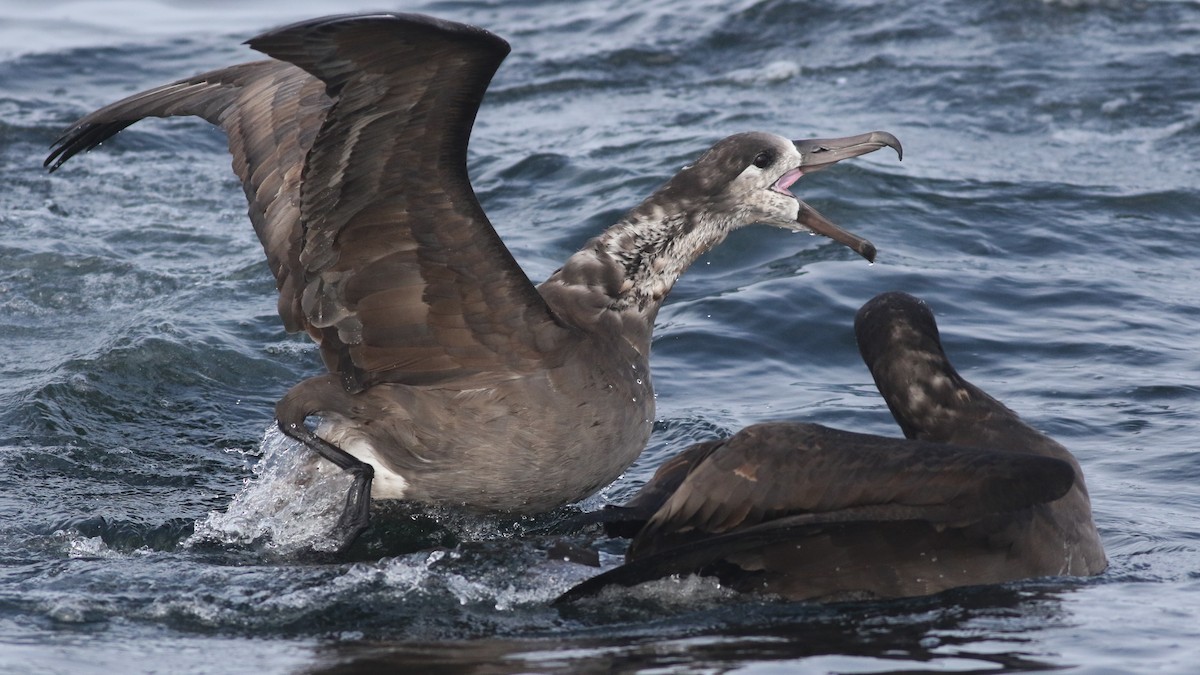 Black-footed Albatross - ML611517126