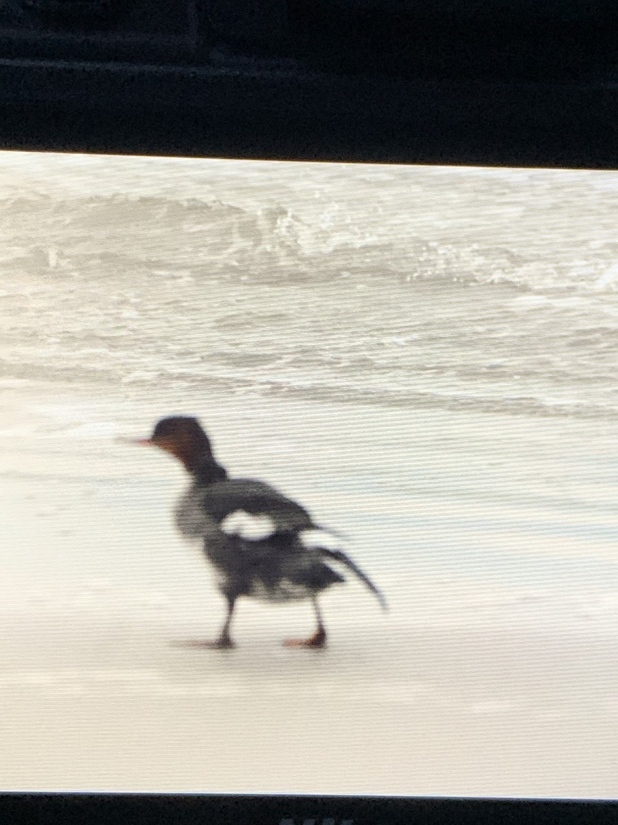 Red-breasted Merganser - ML611517166