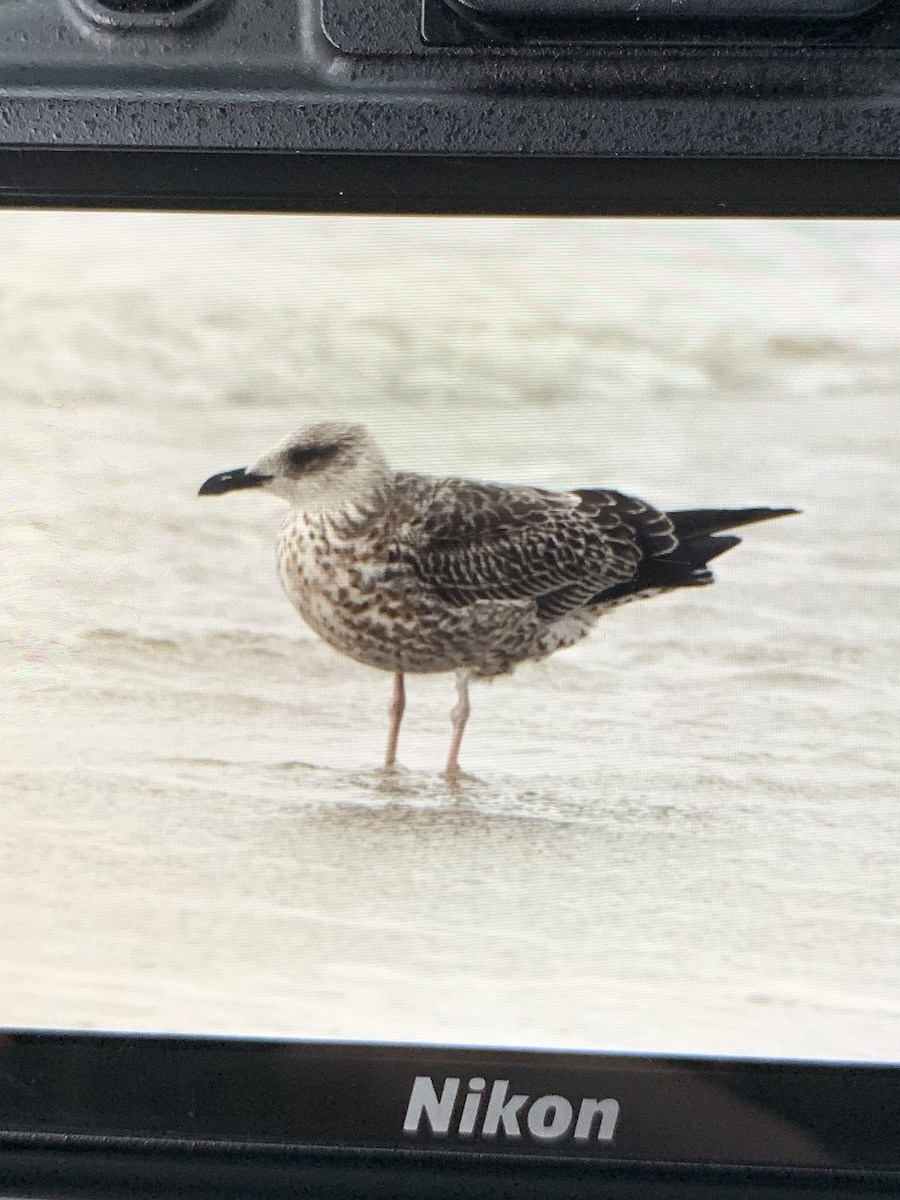 Lesser Black-backed Gull - ML611517184