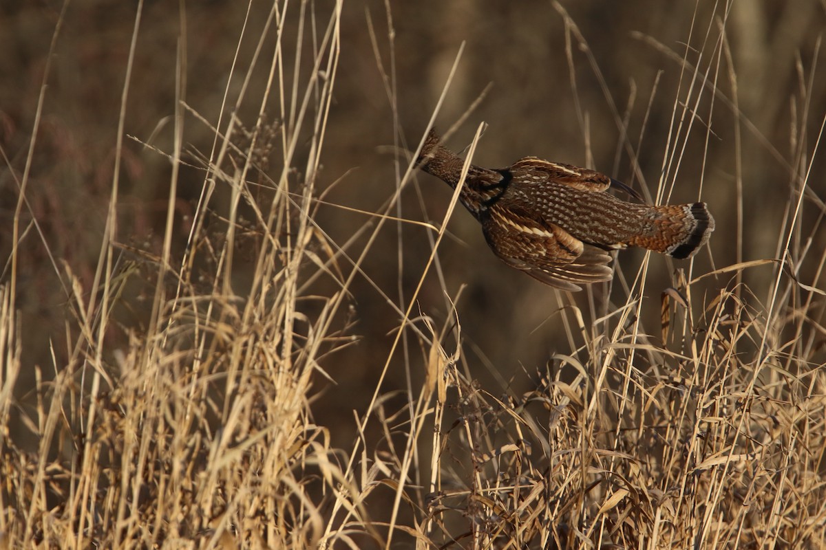 Ruffed Grouse - ML611517190