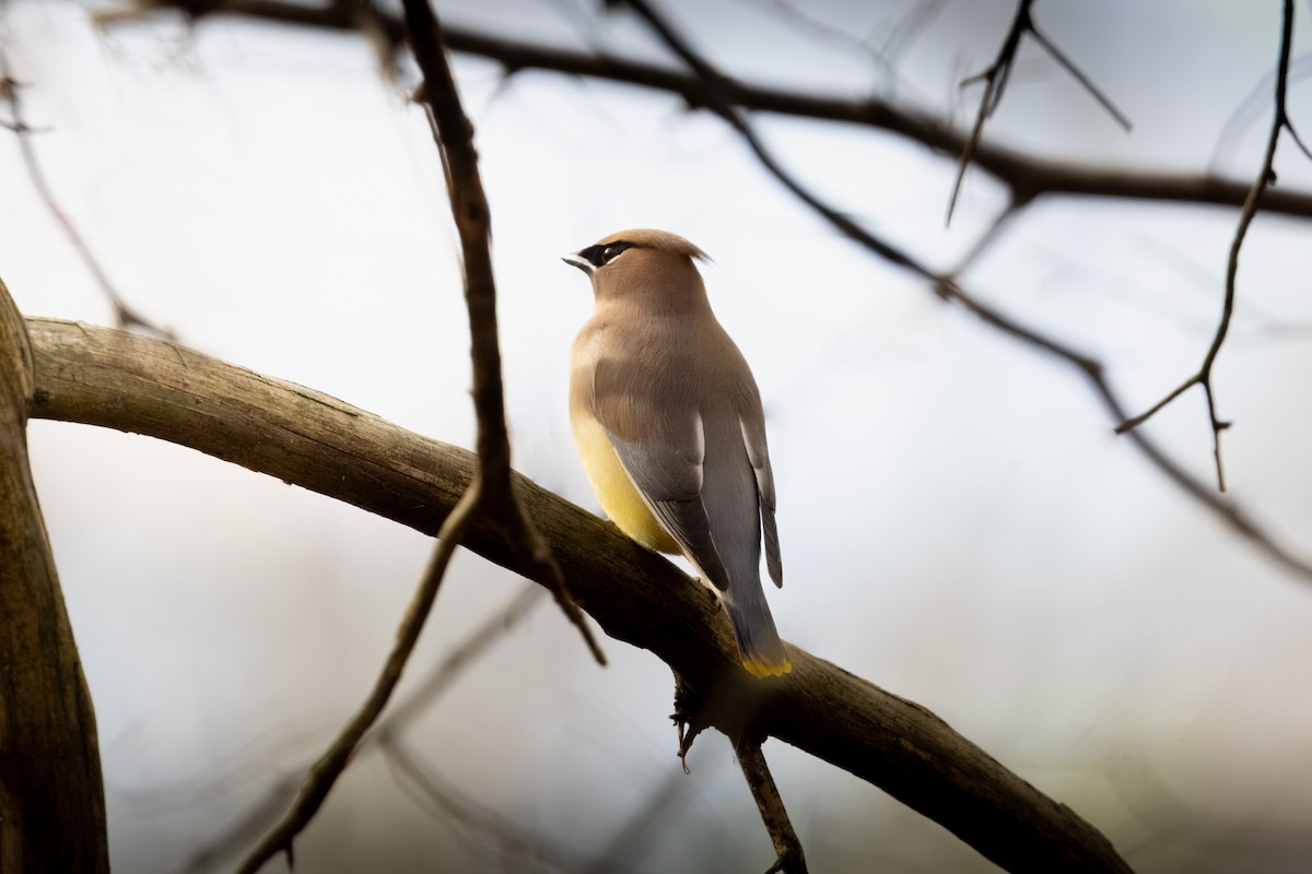 Cedar Waxwing - LEN OToole