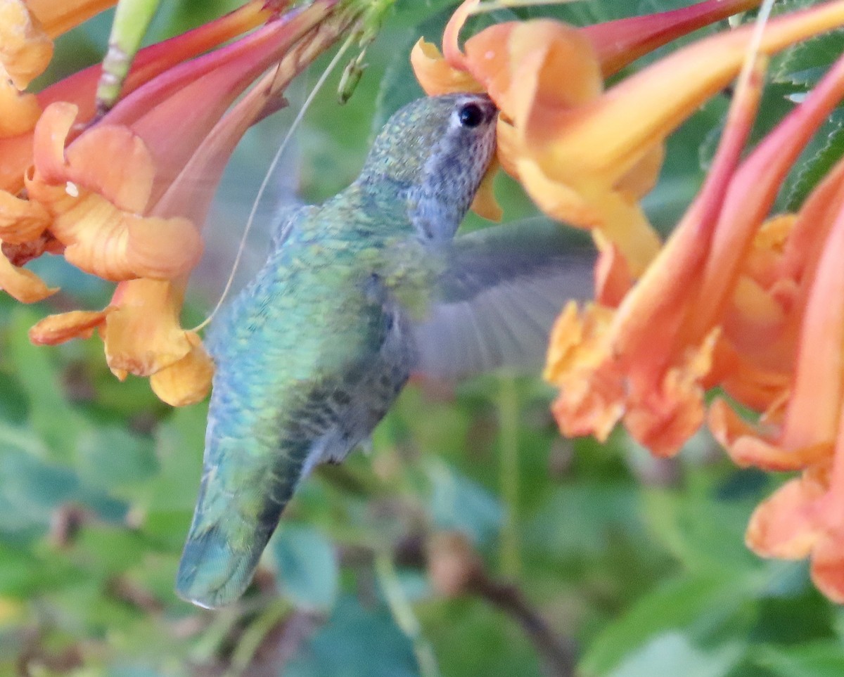 Anna's Hummingbird - ML611517272