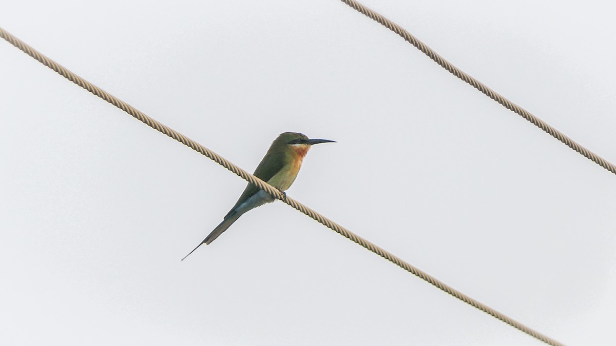 Blue-tailed Bee-eater - ML611517295