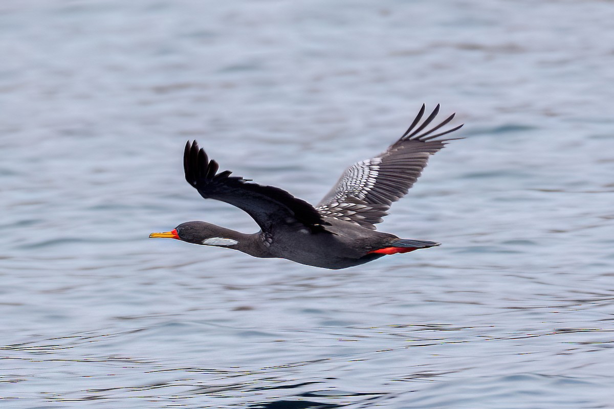 Red-legged Cormorant - ML611517417