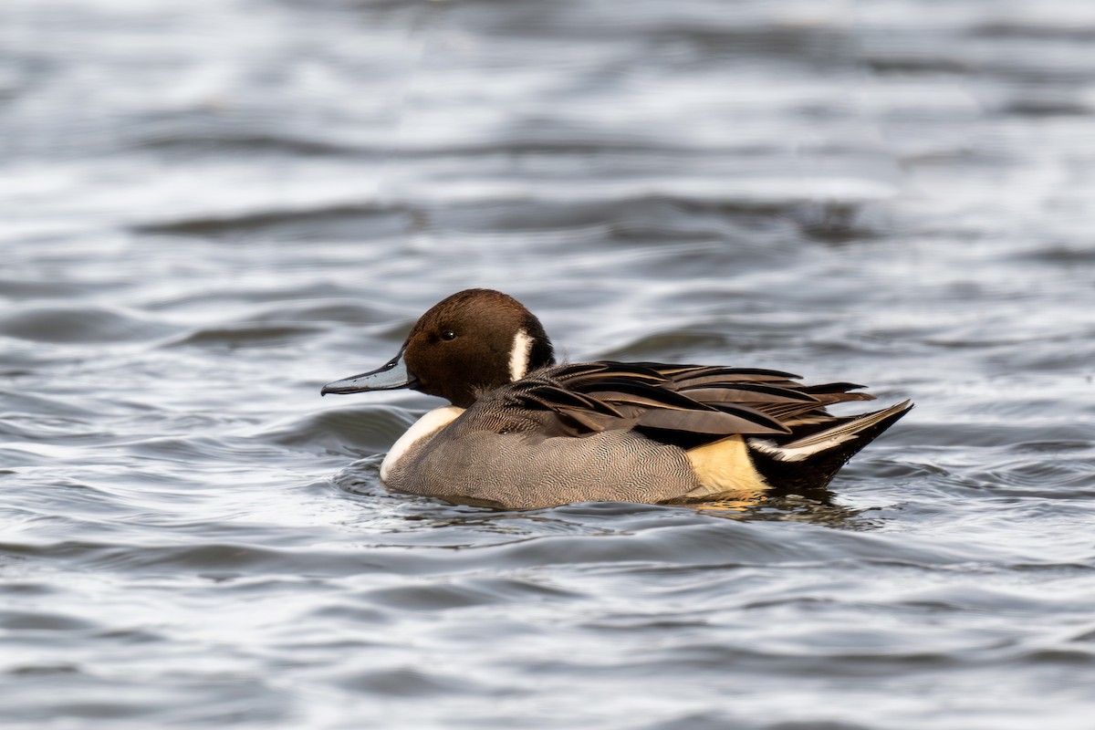 Northern Pintail - David French