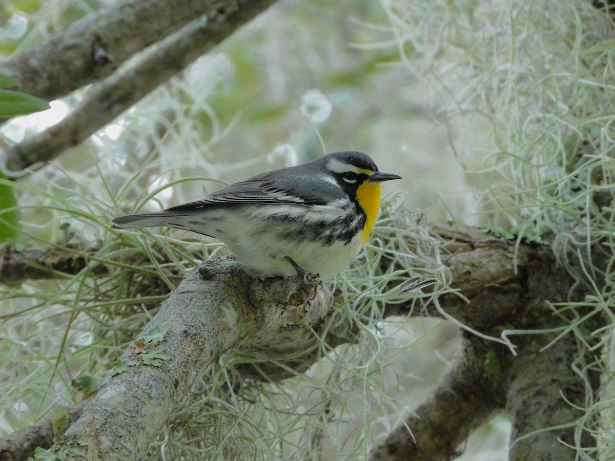 Yellow-throated Warbler - ML611517551