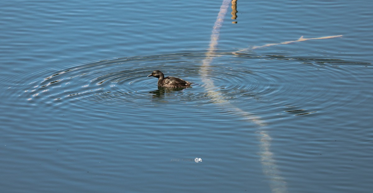 Least Grebe - ML611517598