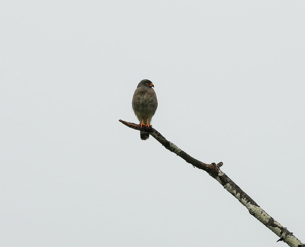 Roadside Hawk - ML611517671