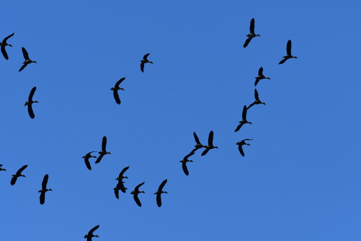 Lesser Whistling-Duck - ML611517674